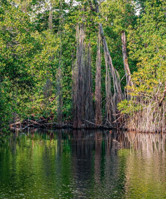 Black River Safari (2)