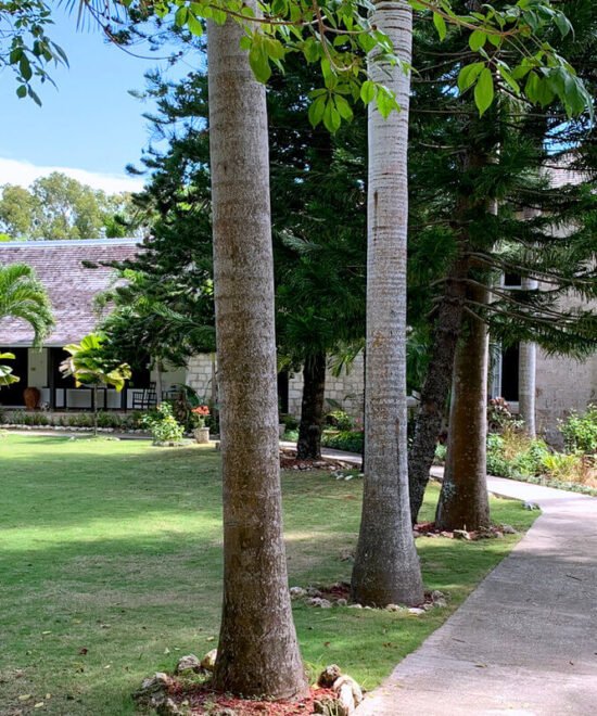 Cinnamon Hill Tour (1)